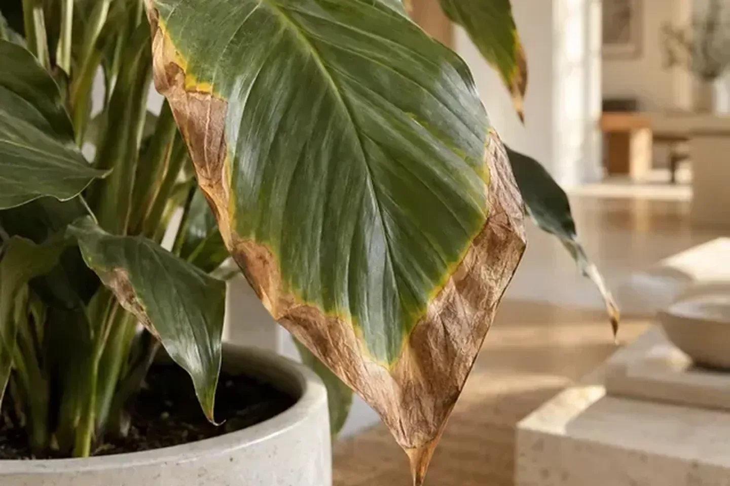 Dry brown margin on a broad houseplant leaf