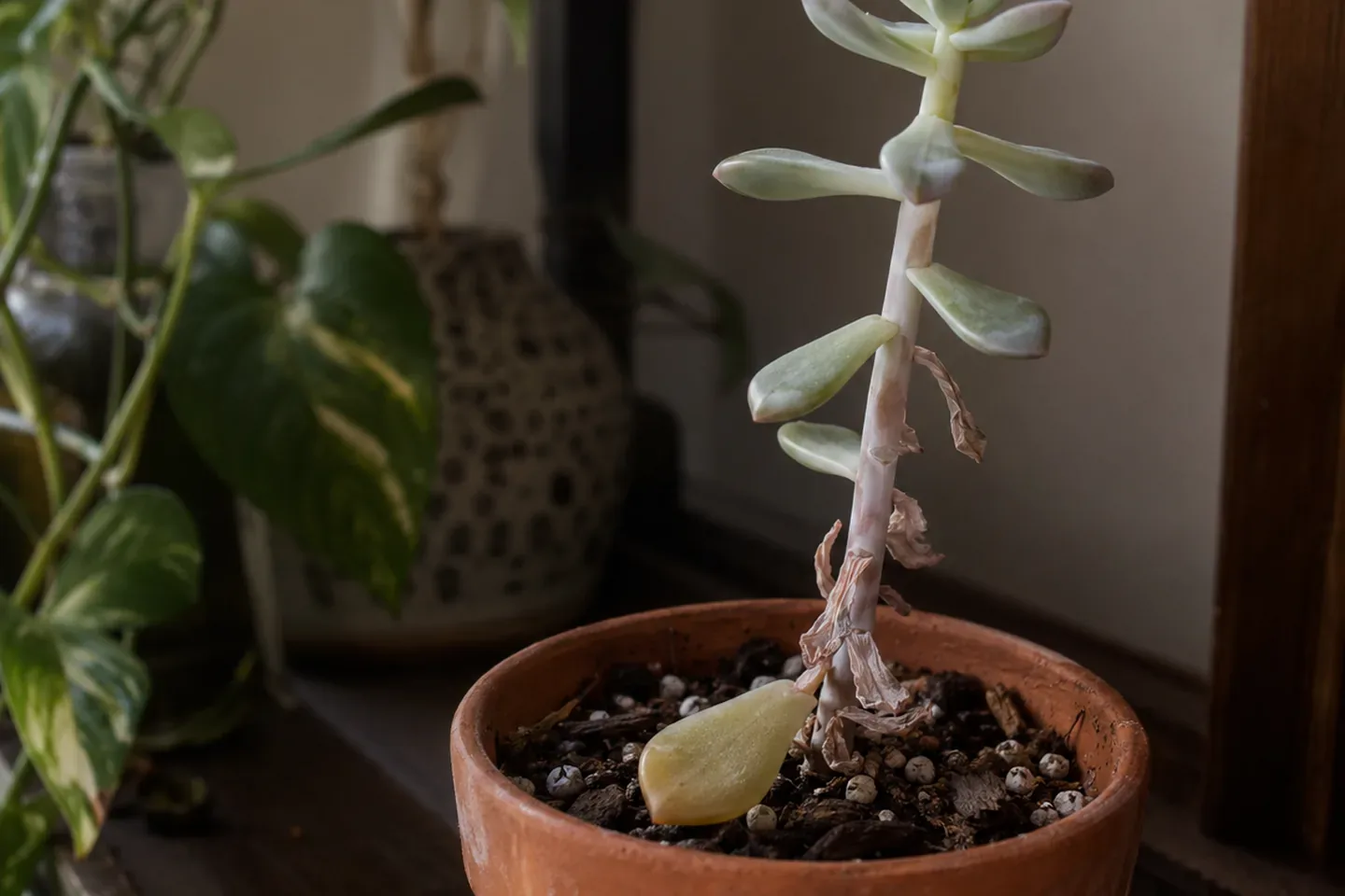 Echeveria on a dim shelf with a stretched stem, dry papery old leaves along the lower stem and one fallen soft yellow leaf on the soil