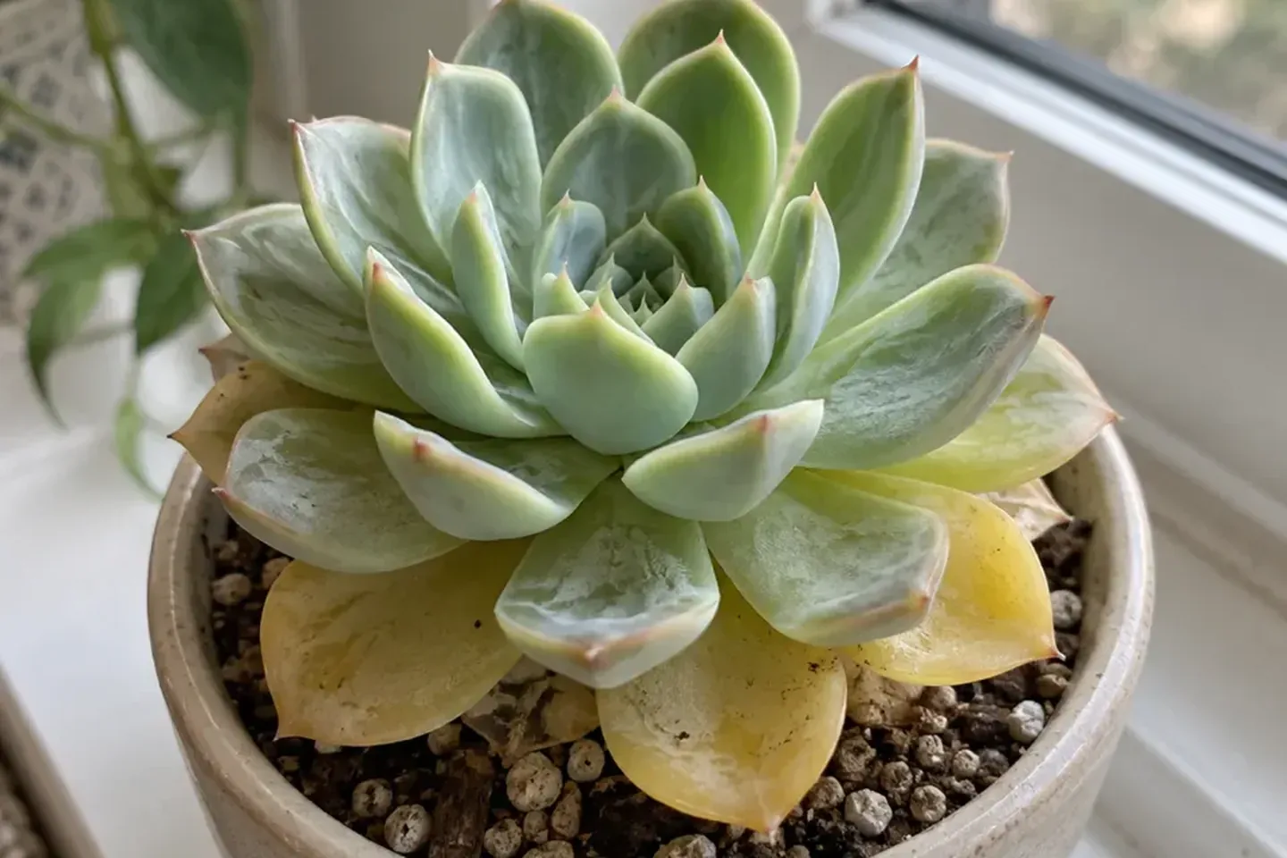 Echeveria rosette with translucent yellow lower leaves on a windowsill