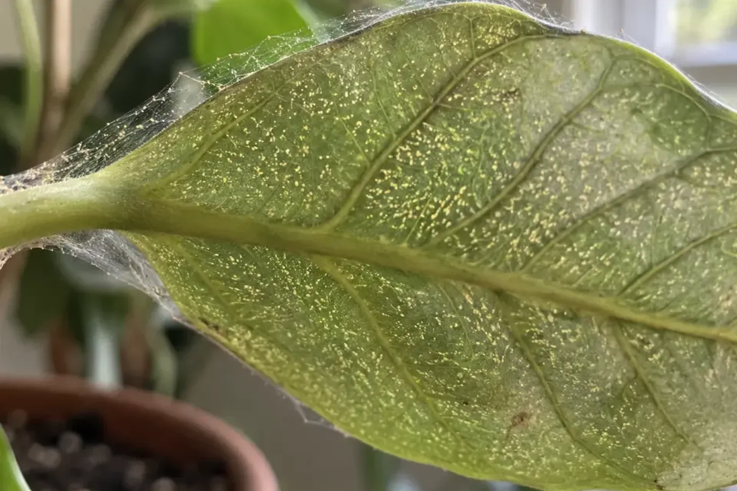 Fine webbing stretched over a houseplant leaf covered in pale yellow speckling