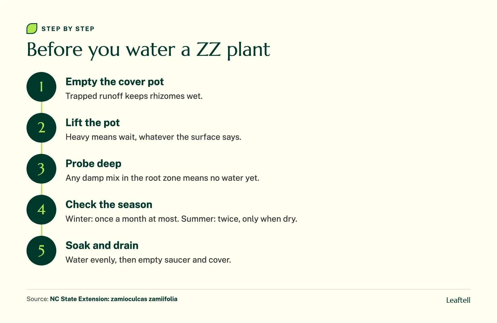Flow chart of checks before watering a ZZ plant: cover pot, weight, deep moisture, then water and drain