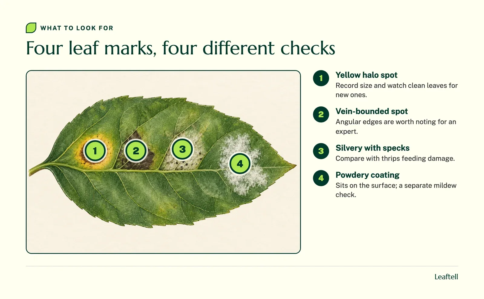 Leaf drawing with numbered markers on a ringed brown spot, an angular spot, a silvery speckled patch and a powdery patch