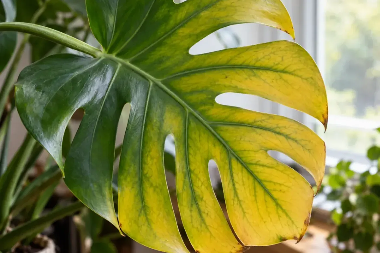 Monstera leaf with yellow tissue and greener veins