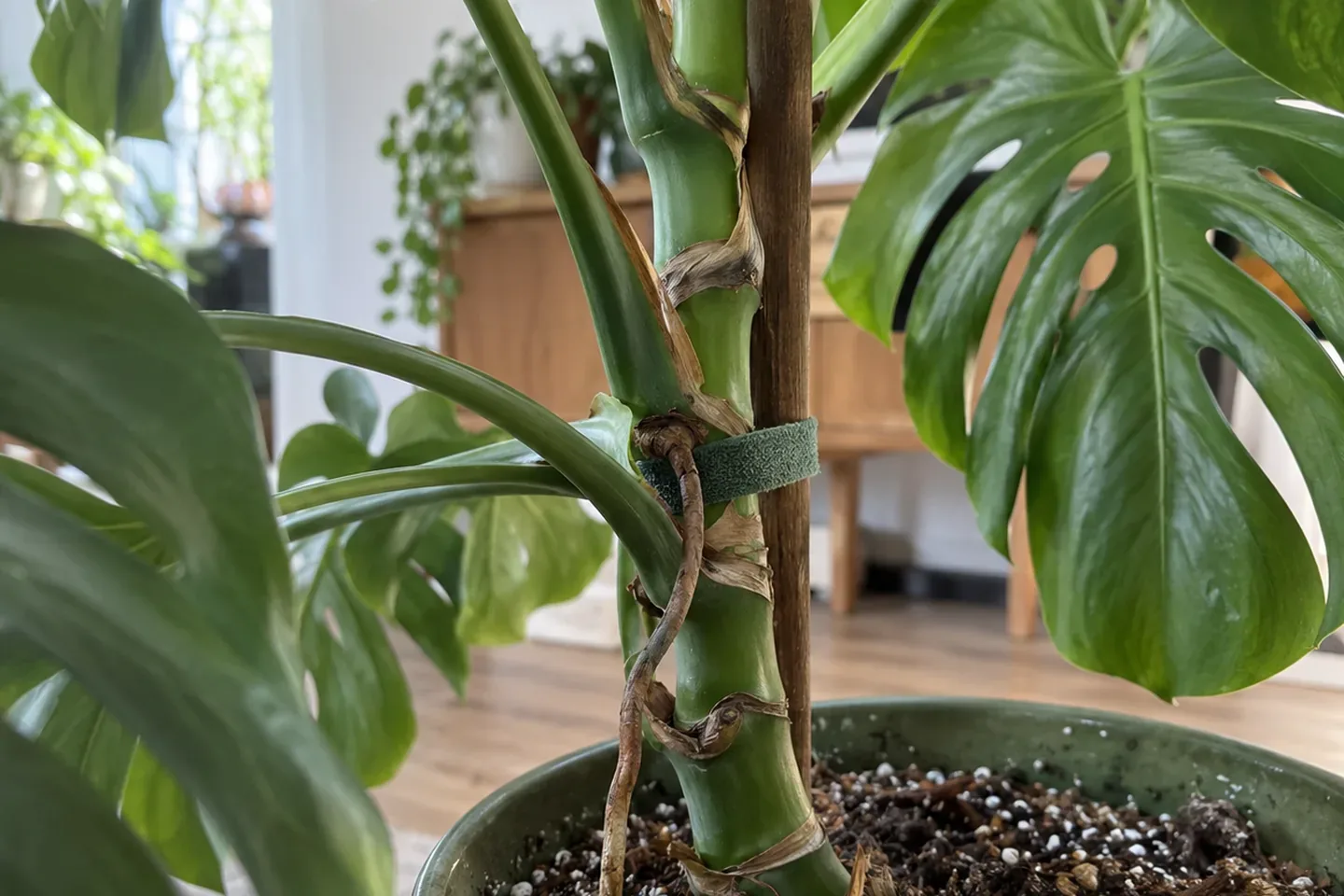 Monstera stem tied loosely to a stake, with an aerial root growing from a node toward the pot