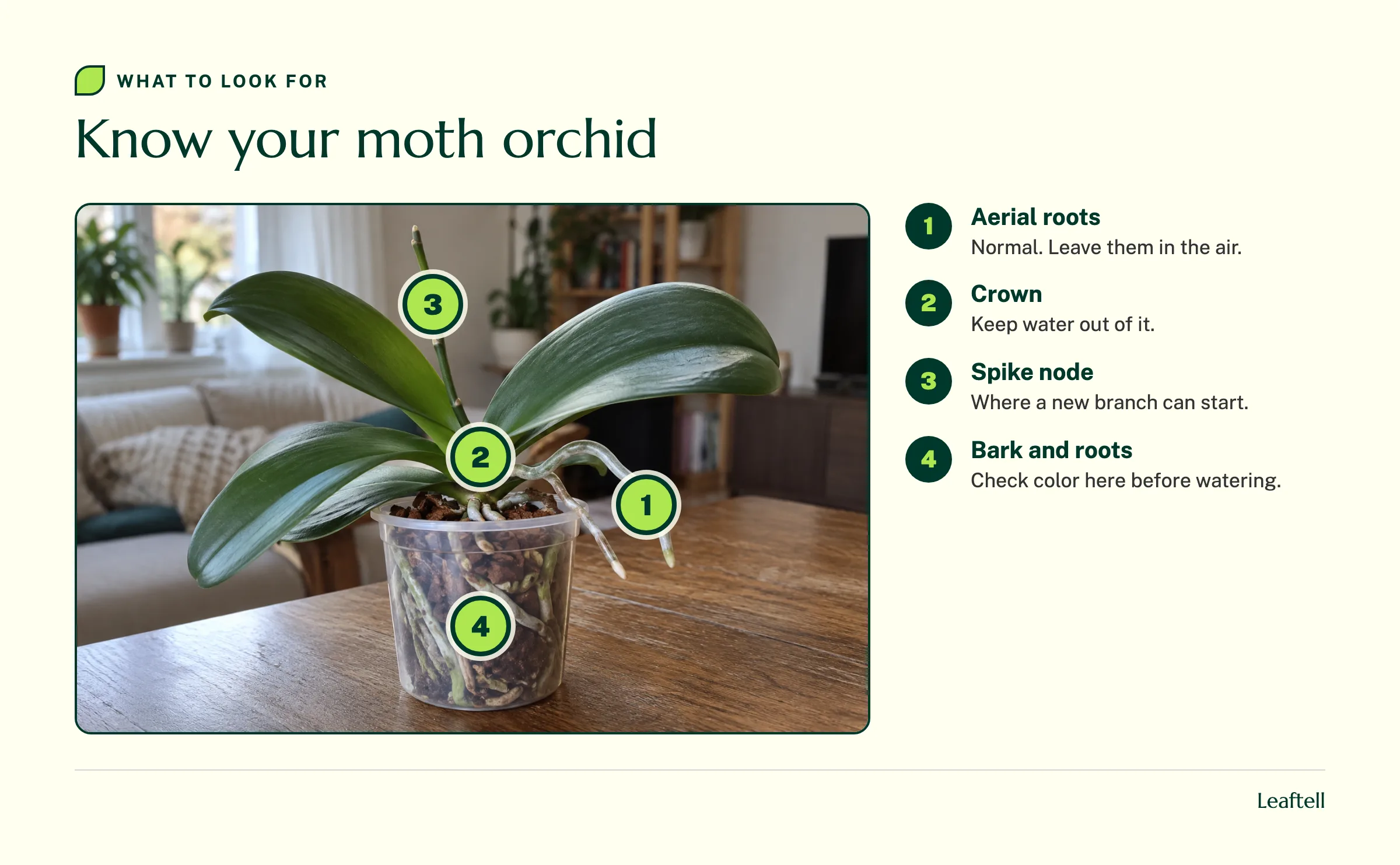 Moth orchid in a clear pot with numbered markers on an aerial root, the crown, the flower spike and the roots in bark