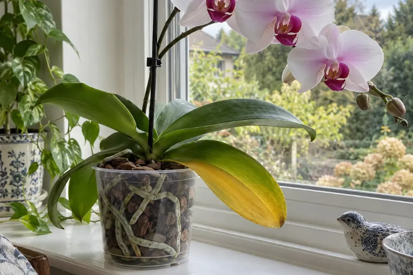 Moth orchid with a yellow lowest leaf in a clear pot