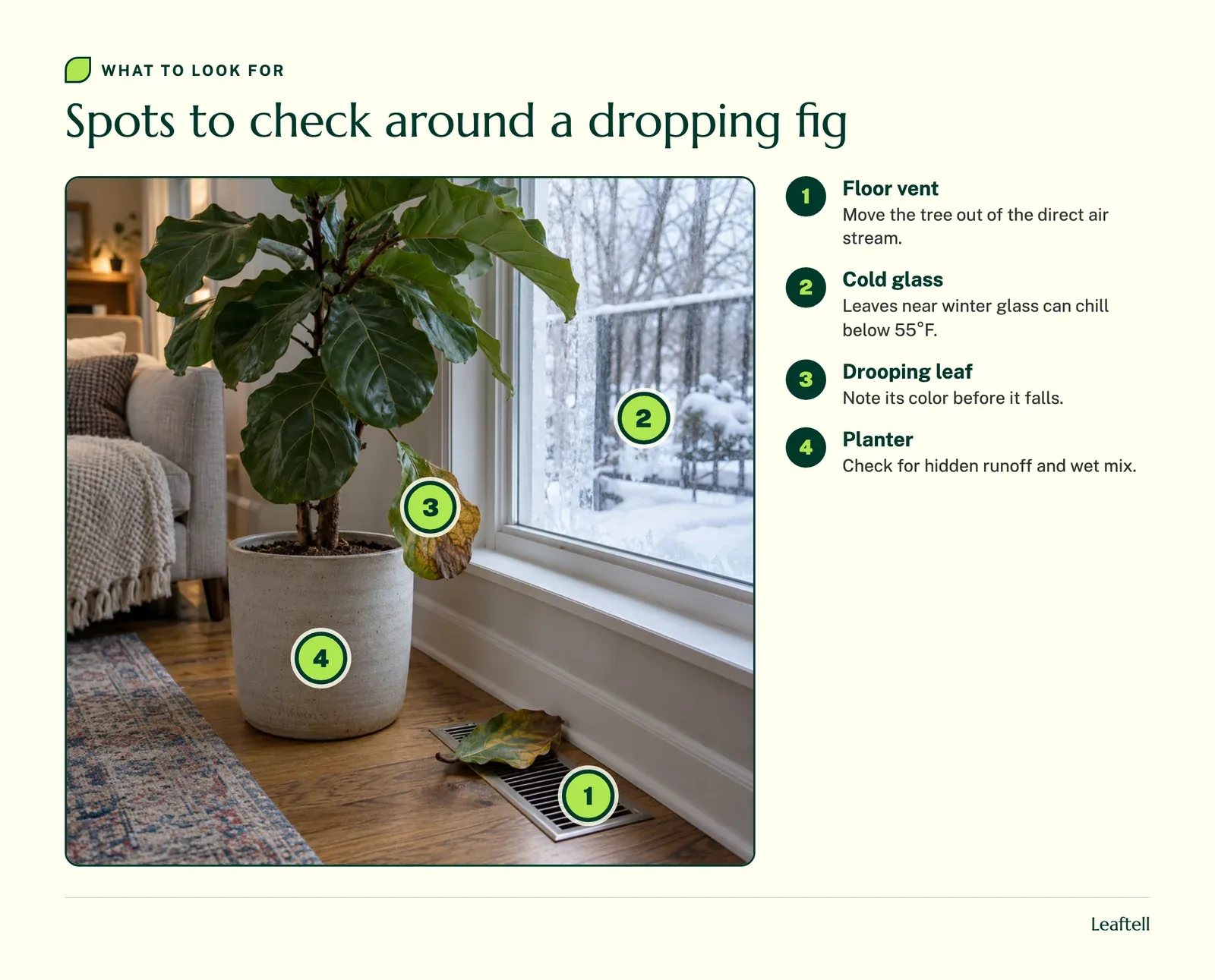 Numbered markers around a fiddle leaf fig showing the vent, the window glass, the drooping leaf and the planter