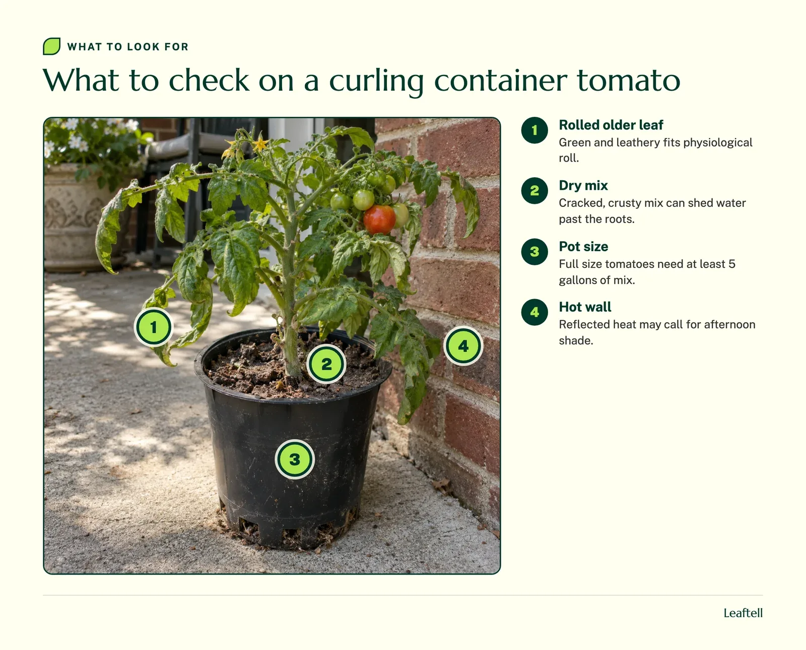 Numbered markers on a container tomato pointing to rolled leaves, dry potting mix, the small pot and the hot wall