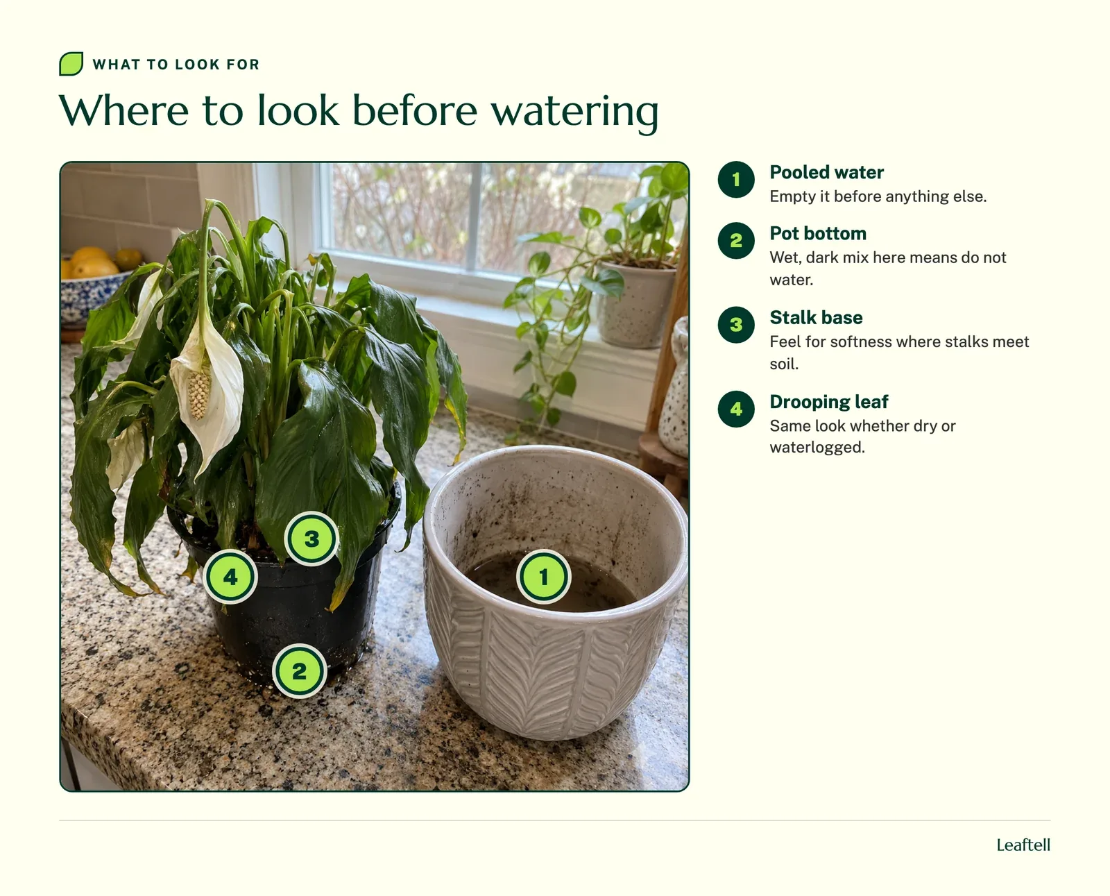 Numbered markers on a drooping peace lily pointing to pooled water, the wet bottom of the nursery pot, the base of the stalks and a drooping leaf