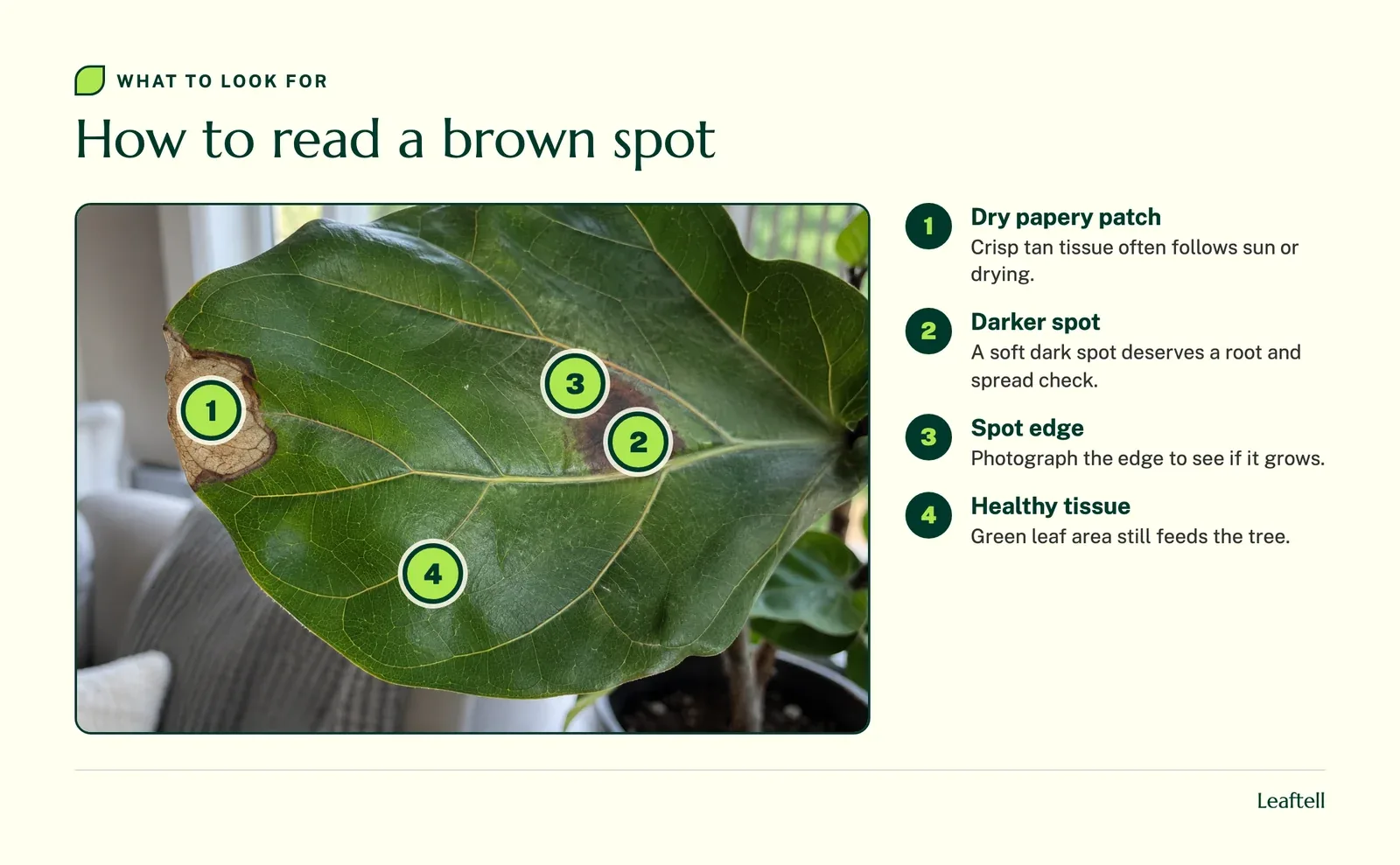 Numbered markers on a fiddle leaf fig leaf pointing to a dry tan patch, a darker spot, the midrib and healthy tissue