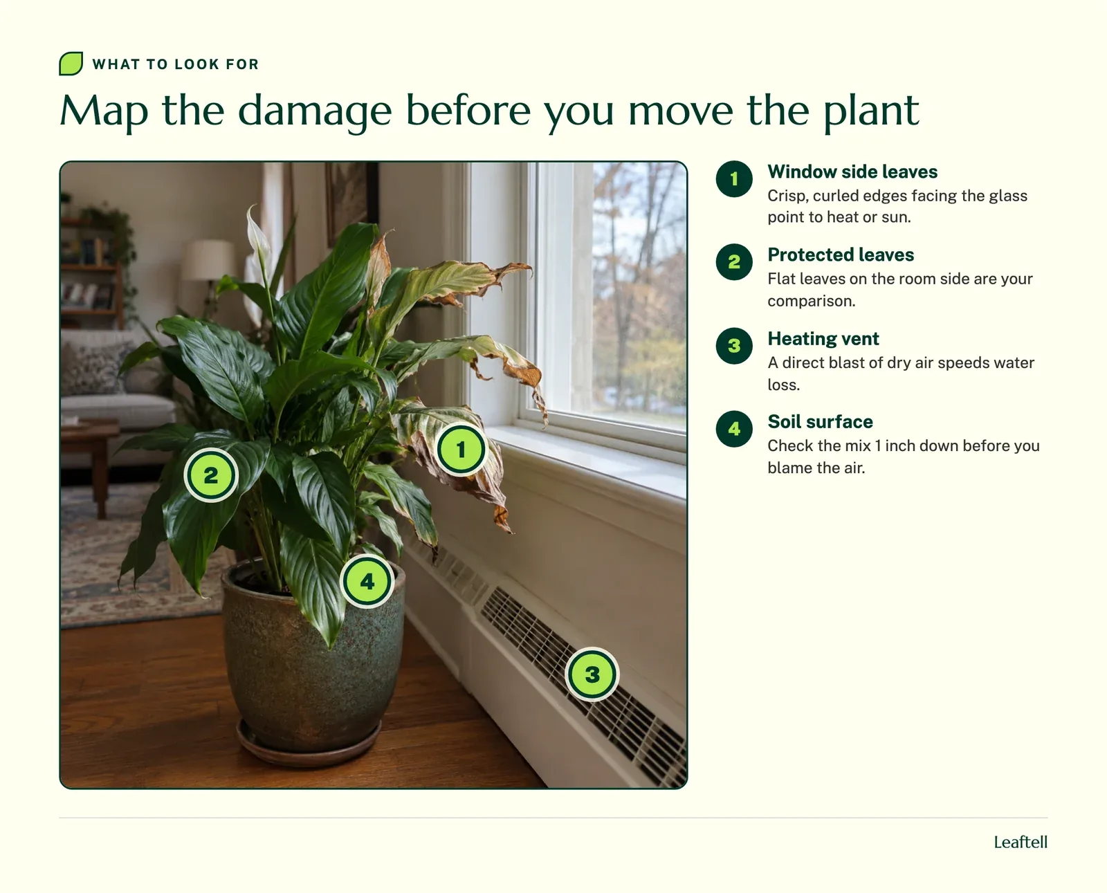 Numbered markers on a houseplant showing window side damage, protected leaves, a heating vent and the soil surface
