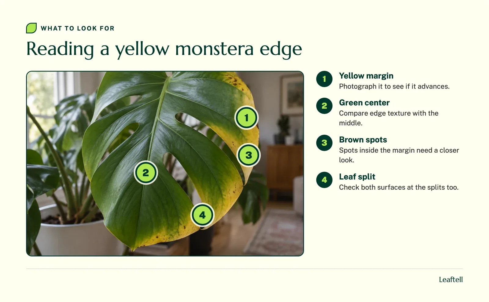 Numbered markers on a monstera leaf pointing to the yellow margin, green center, brown spots and a leaf split