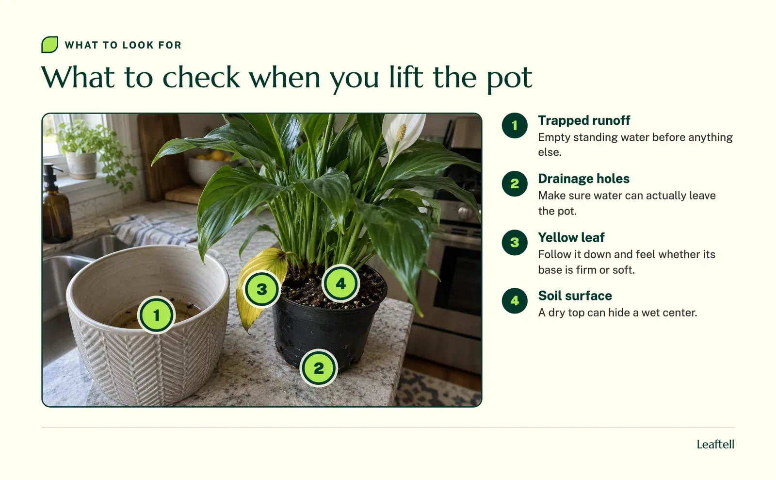 Numbered markers on a peace lily lifted from its cover pot showing where to check for hidden water and crown damage