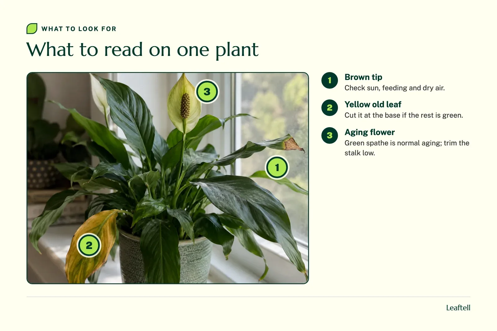 Numbered markers on a peace lily pointing to a brown leaf tip, a yellow lower leaf and an aging green tinged flower