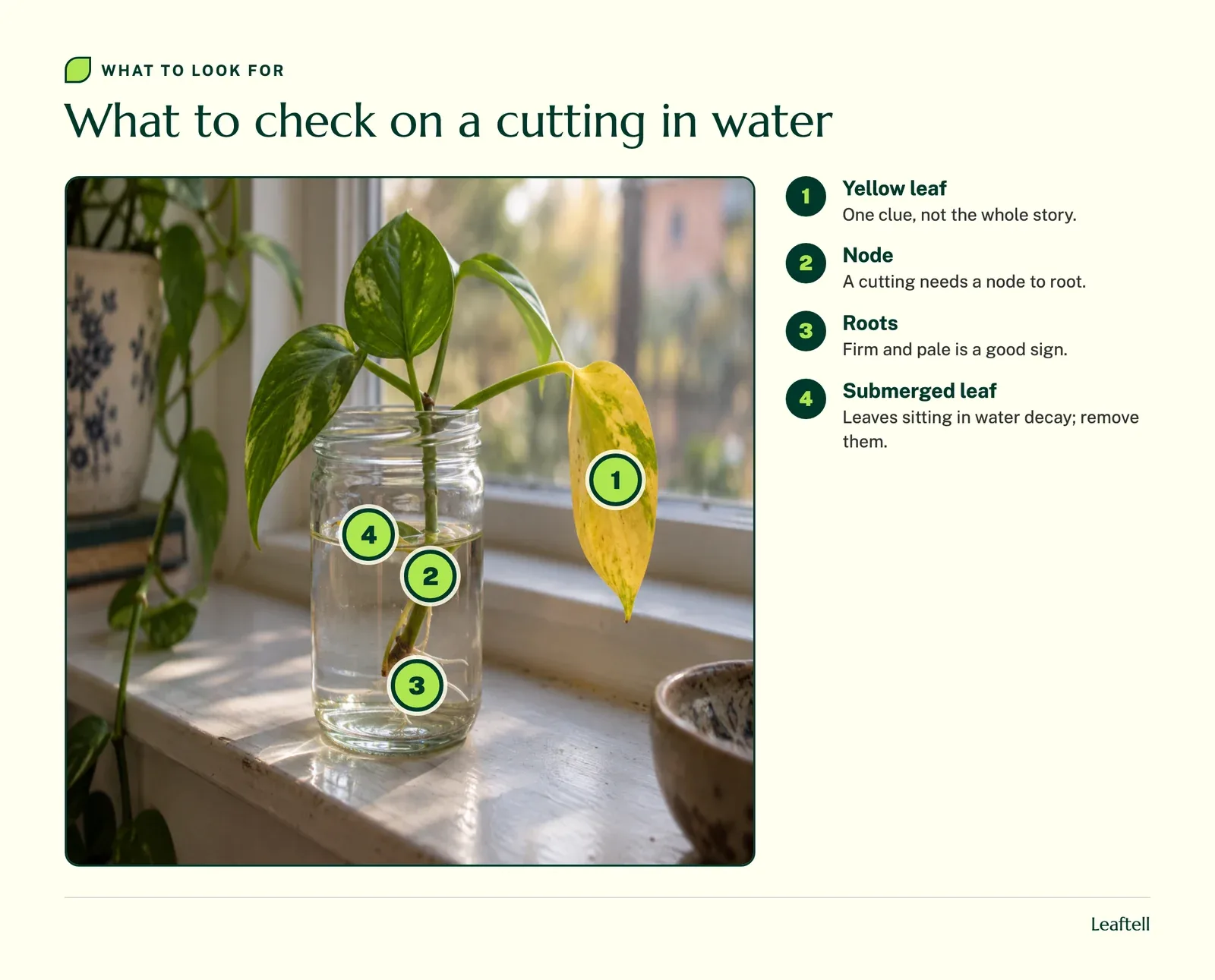 Numbered markers on a pothos cutting in water pointing to the yellow leaf, a node, the roots and a submerged leaf