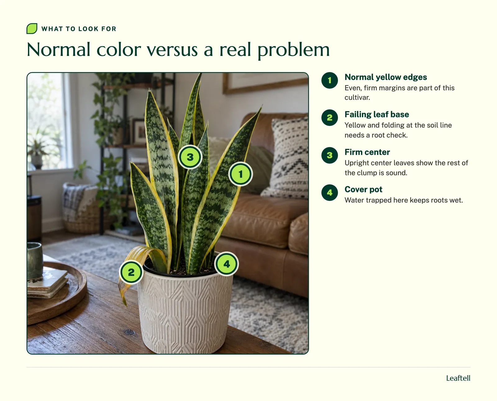 Numbered markers on a snake plant pointing to normal yellow edges, a failing leaf base and the cover pot