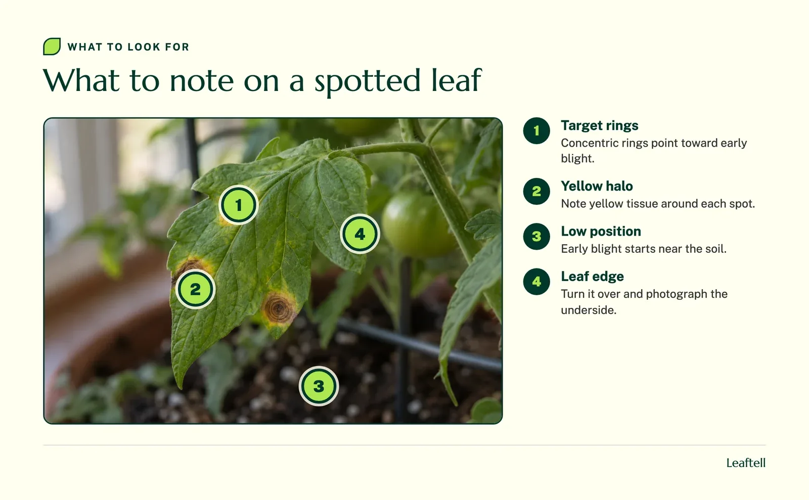 Numbered markers on a tomato leaflet pointing to target rings, a yellow halo, the leaf position near the soil and the leaf underside edge