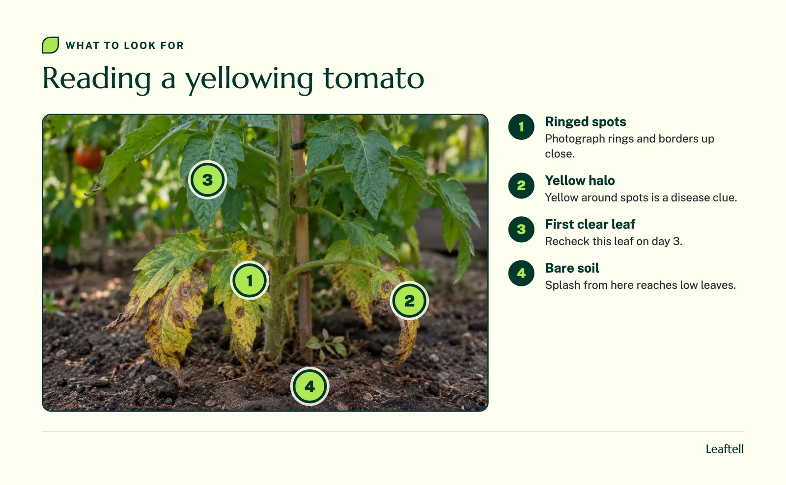Numbered markers on a tomato plant pointing to target spots, yellow tissue, the first clear leaf and bare soil