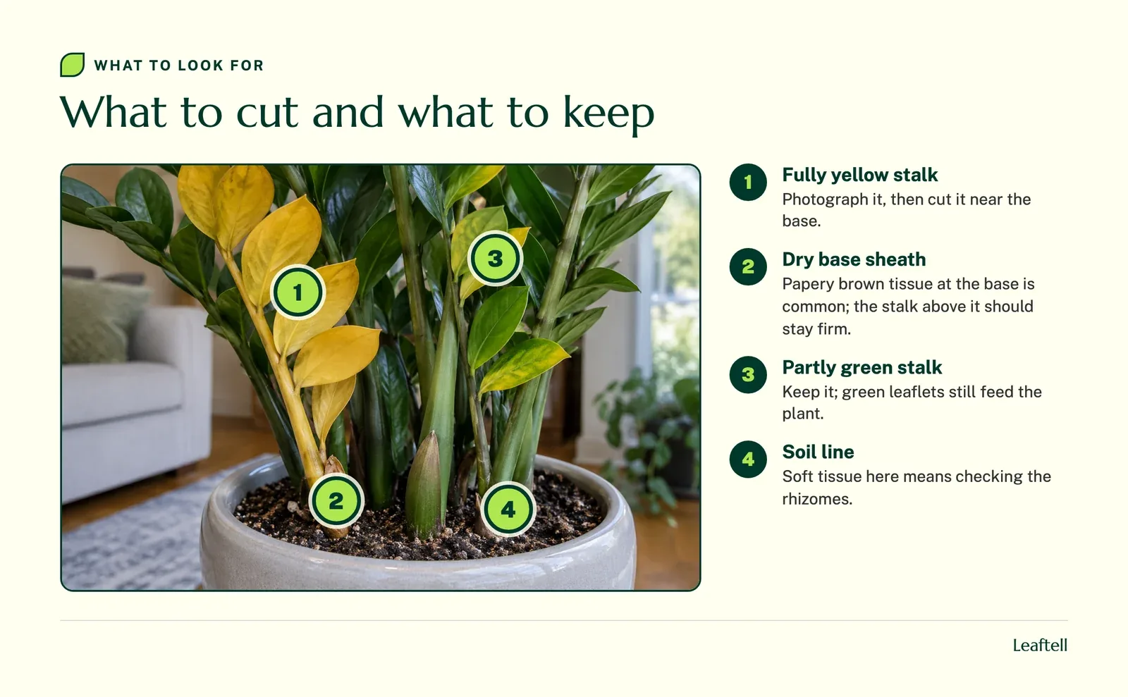 Numbered markers on a ZZ plant pointing to a stalk to cut, its dry base sheath, a stalk to keep and the soil line to check