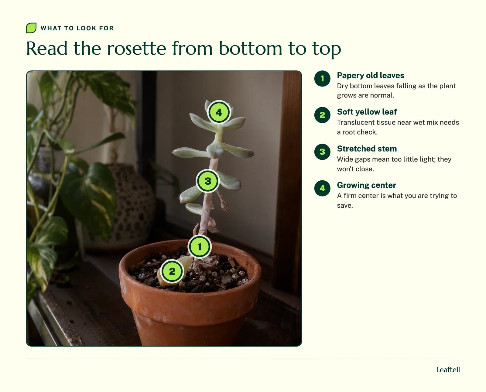 Numbered markers on an echeveria pointing to old papery leaves, a soft yellow leaf, a stretched stem and the center