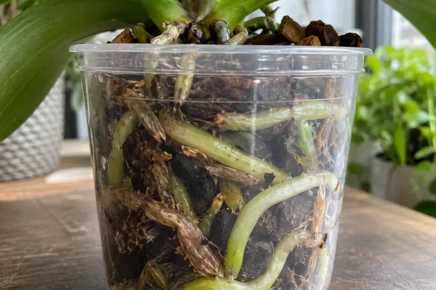 Orchid roots and damp growing medium visible through a clear pot