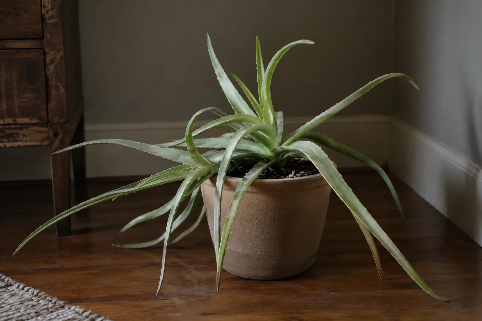 Pale aloe vera with thin stretched leaves flopping outward in a dim room corner