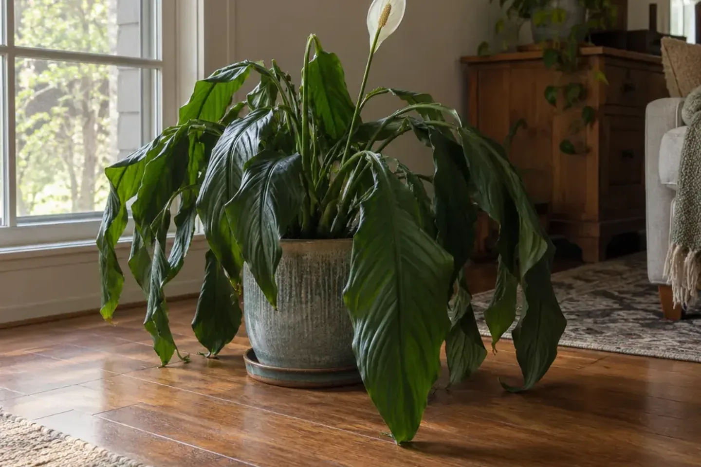 Peace lily with limp leaves hanging around its pot