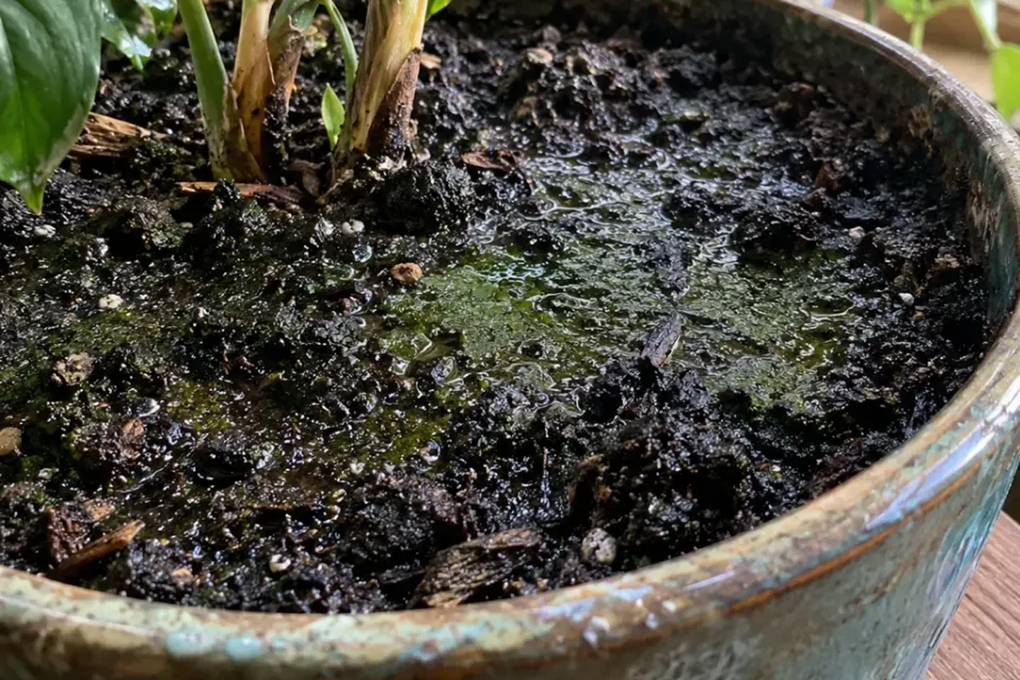 Persistently wet potting mix with a green surface film