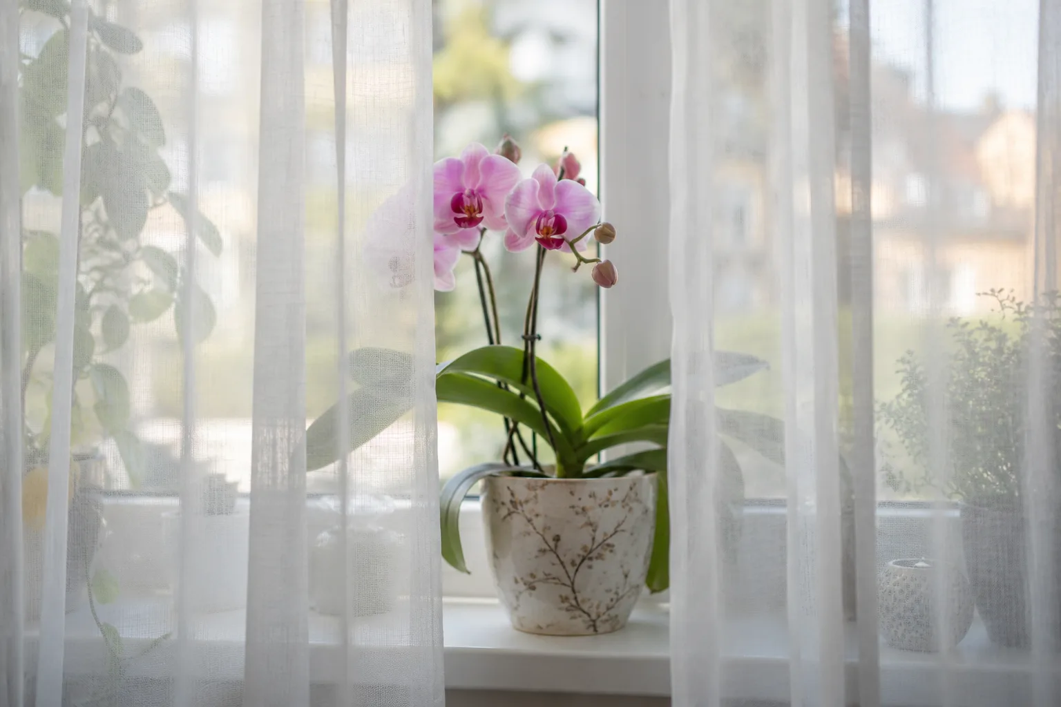Pink moth orchid in a patterned ceramic pot on a windowsill framed by sheer white curtains in soft daylight