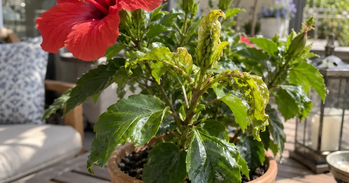 Potted hibiscus with clusters of small green aphids on soft shoot tips and slightly curled young leaves