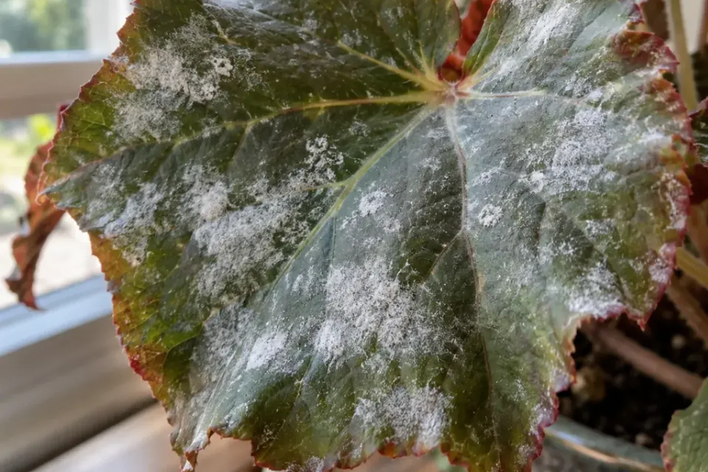 Powdery white coating on a begonia leaf beside a window