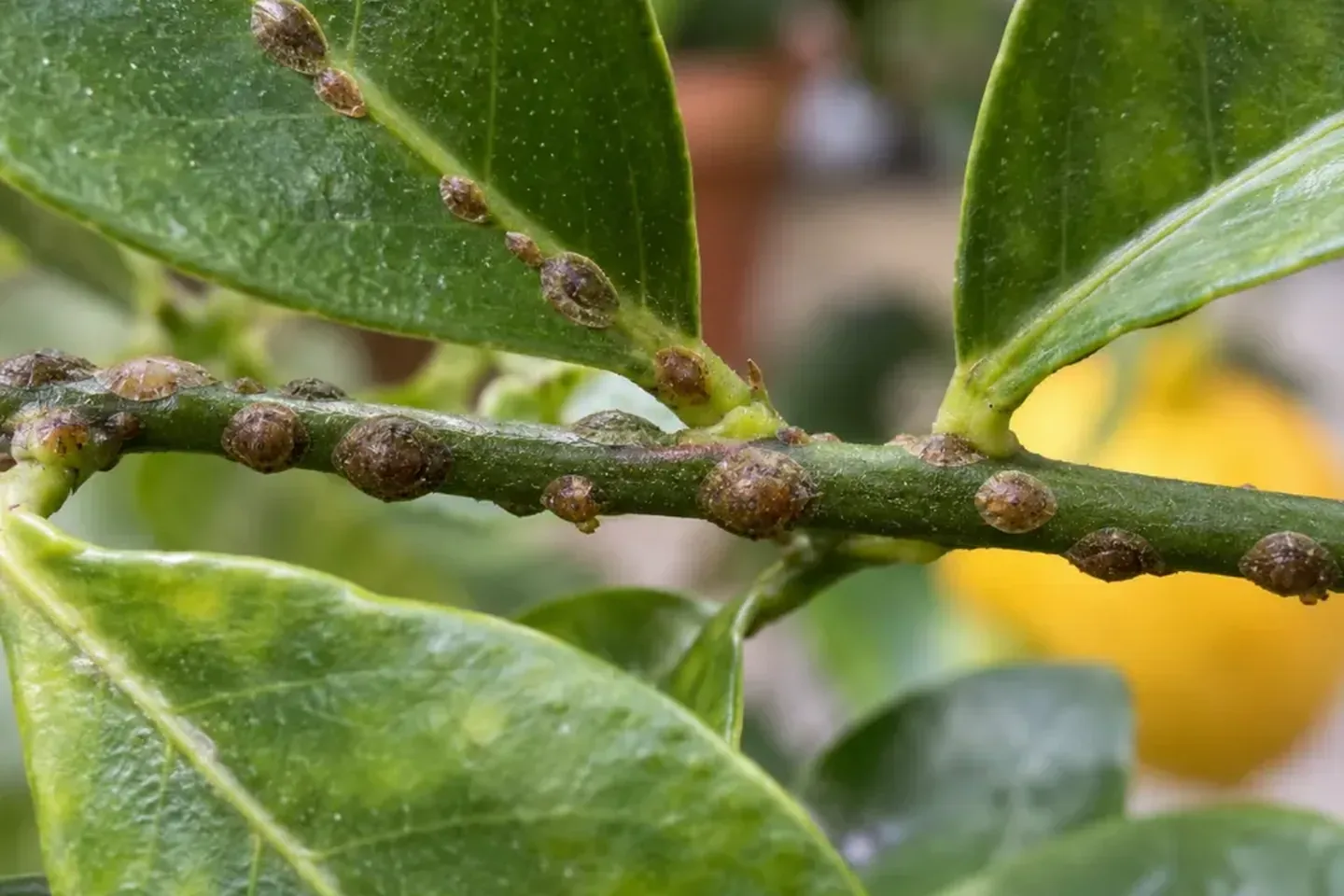 Raised brown scale insects along a citrus stem and leaf vein