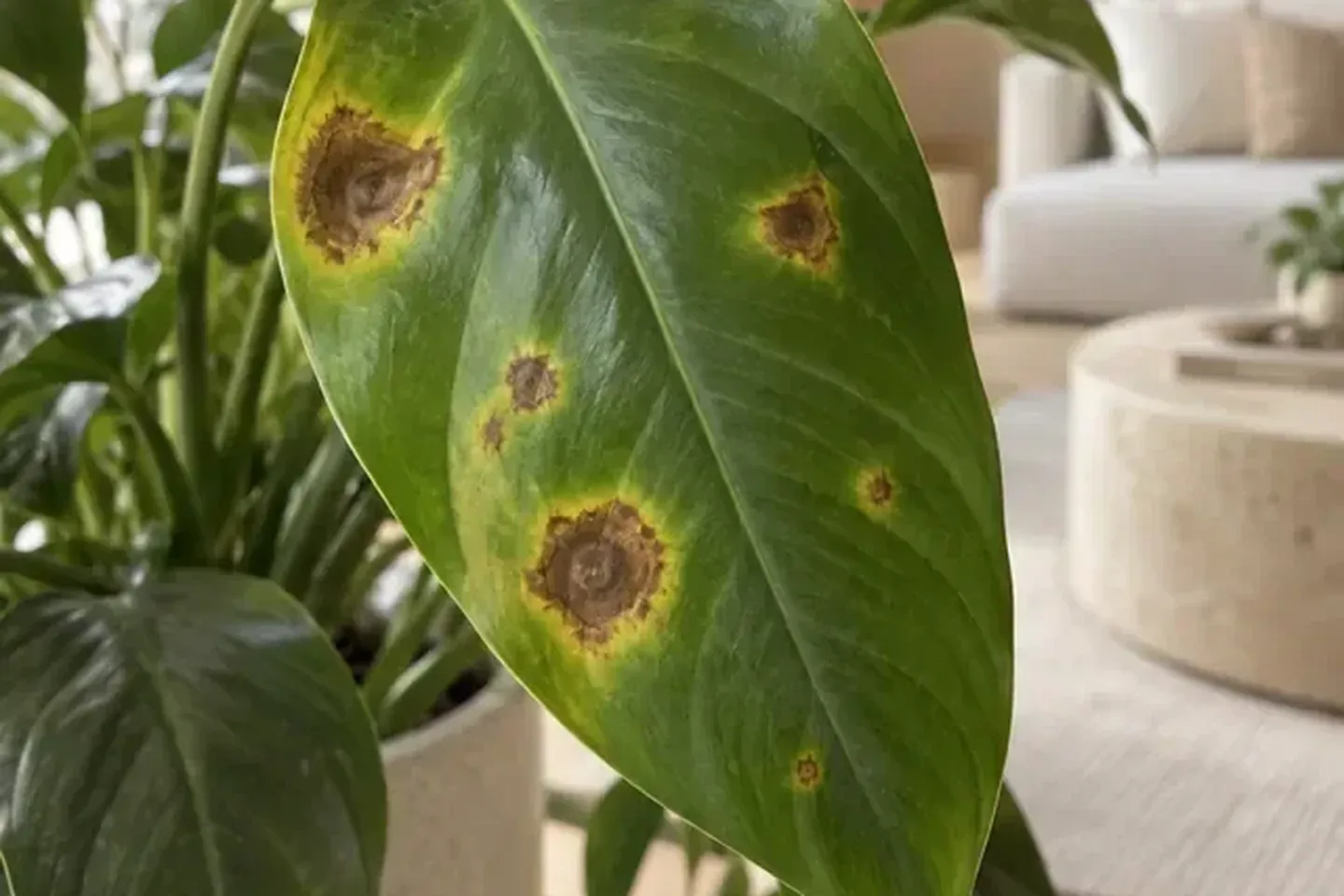 Round brown lesions surrounded by yellow on a leaf