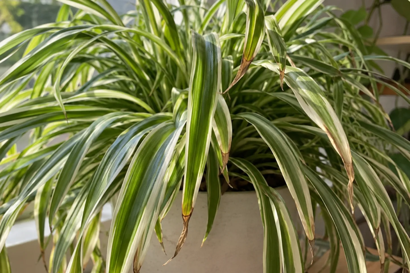 Several spider plant leaves with dry brown ends above a pale pot