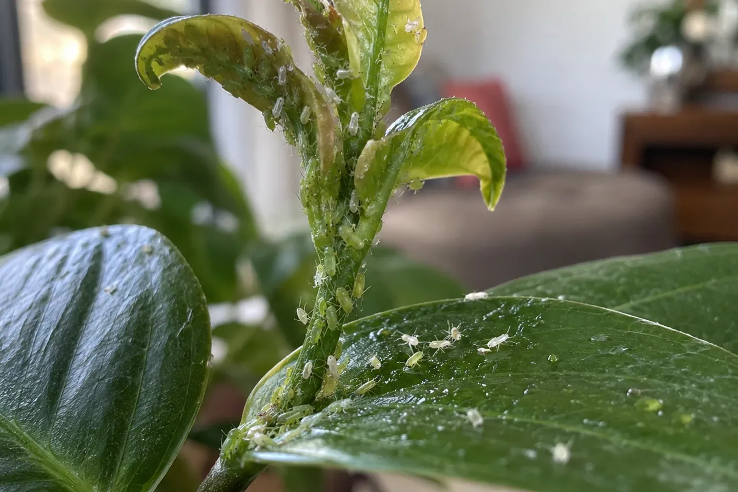 Shoot tip with a colony of pale green aphids, white shed skins and a sticky shine on the leaf below