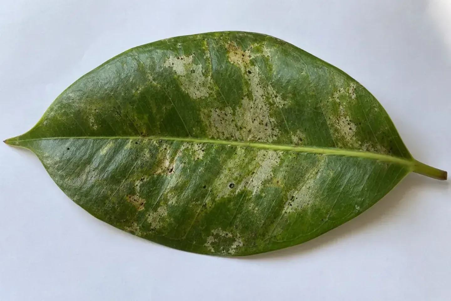 Silvery damaged leaf with small dark specks on white paper