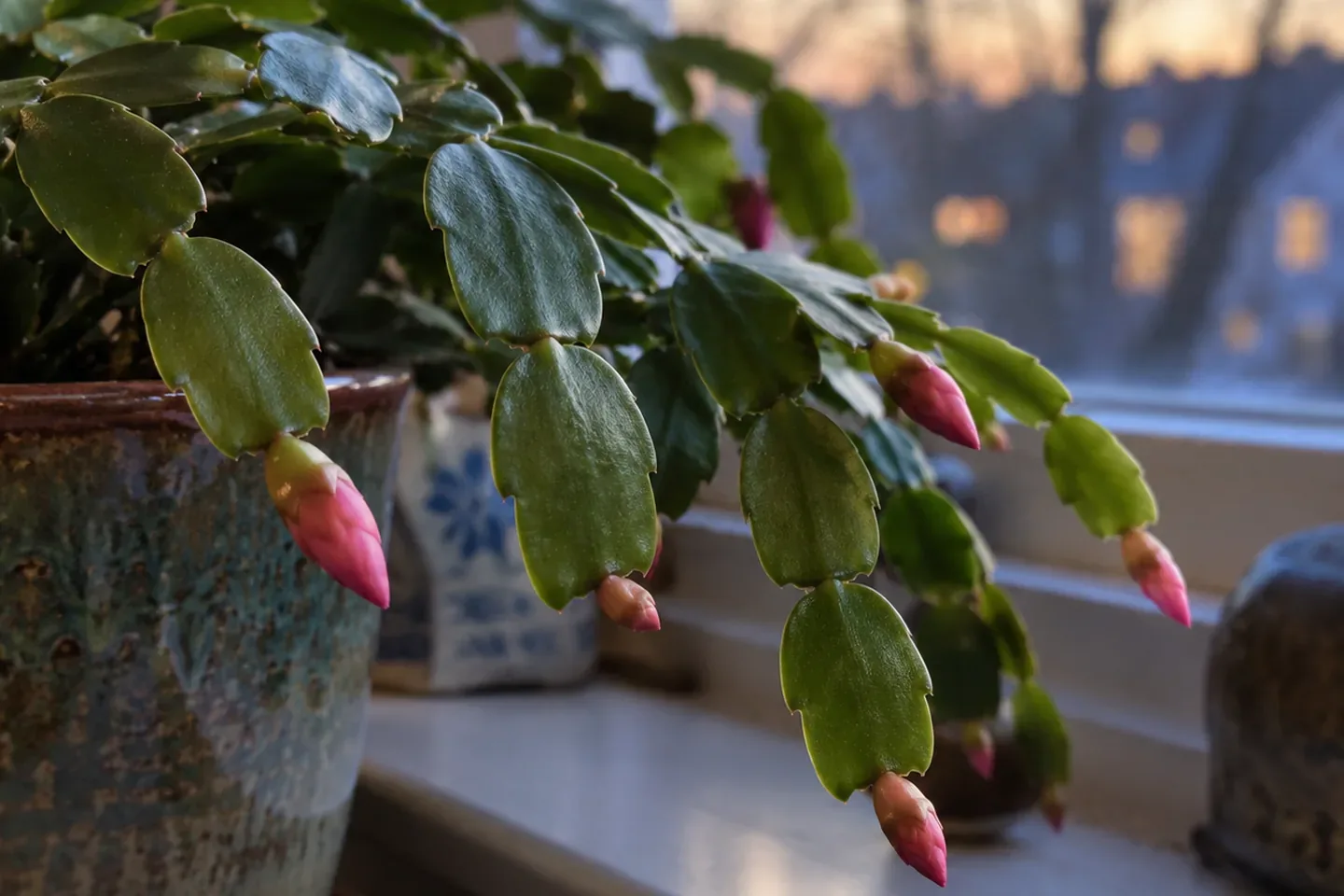 Small pink flower buds forming at the tips of flat Christmas cactus stem segments on a windowsill