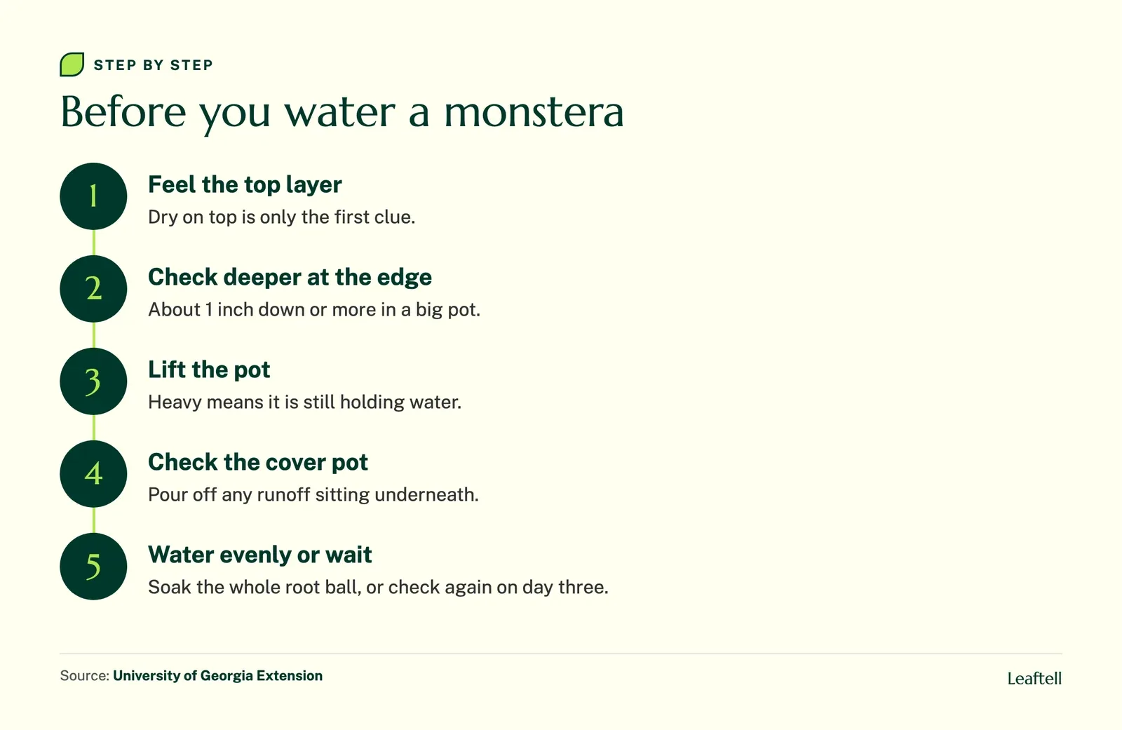 Step diagram: Before you water a monstera. Shows Feel the top layer, Check deeper at the edge, Lift the pot, Check the cover pot, Water evenly or wait.