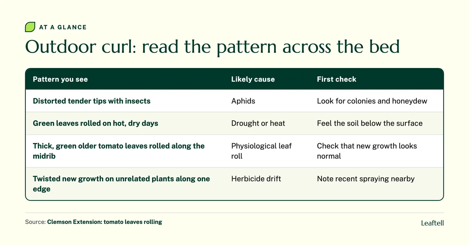 Table comparing outdoor leaf curl patterns from aphids, drought and heat, tomato leaf roll and herbicide drift