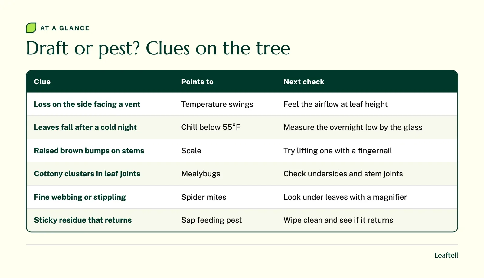 Table matching fiddle leaf fig clues to drafts, dry air or pests and the next check