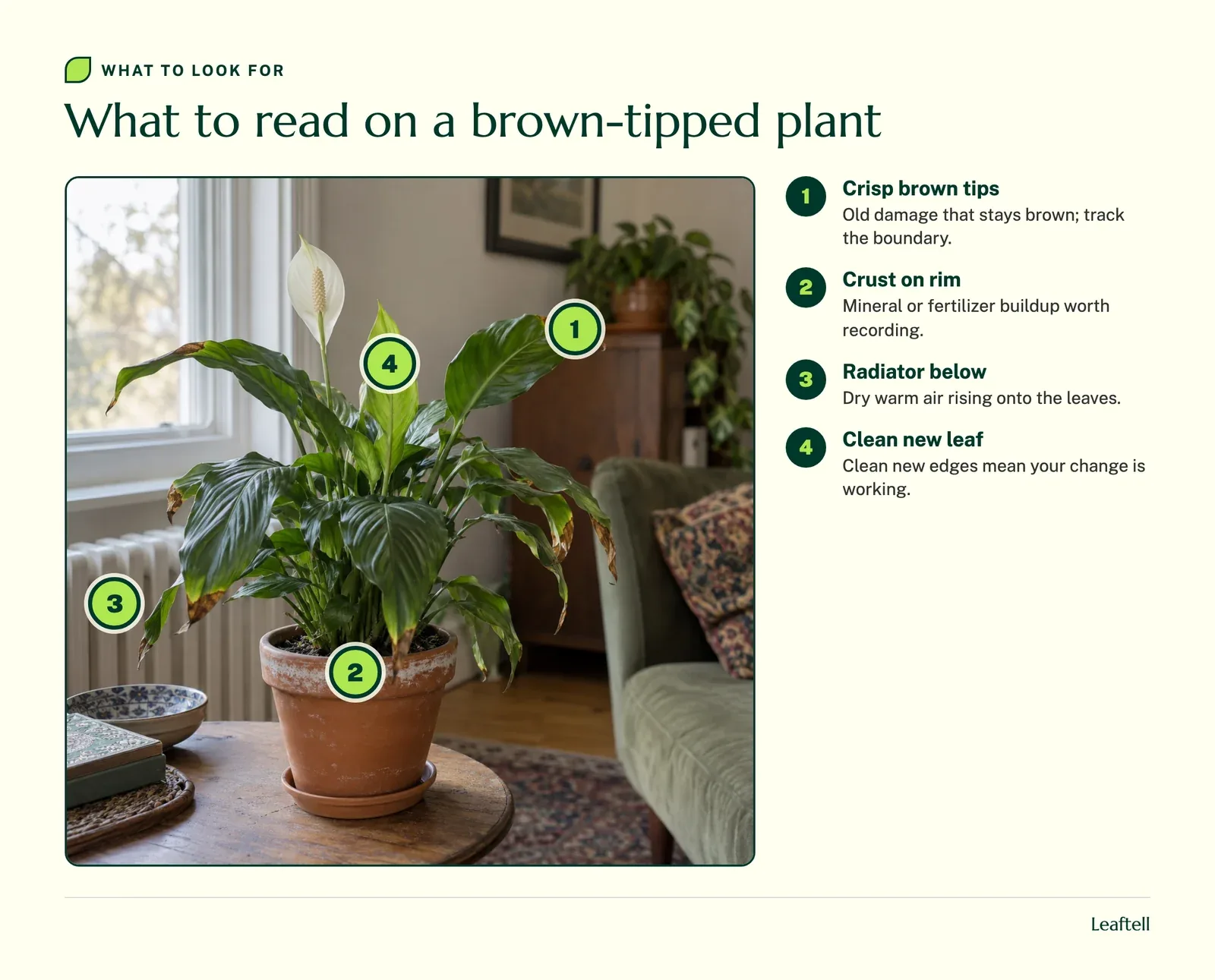 The same peace lily with numbered markers on the brown tips, the crusted pot rim, the radiator and the clean new leaf