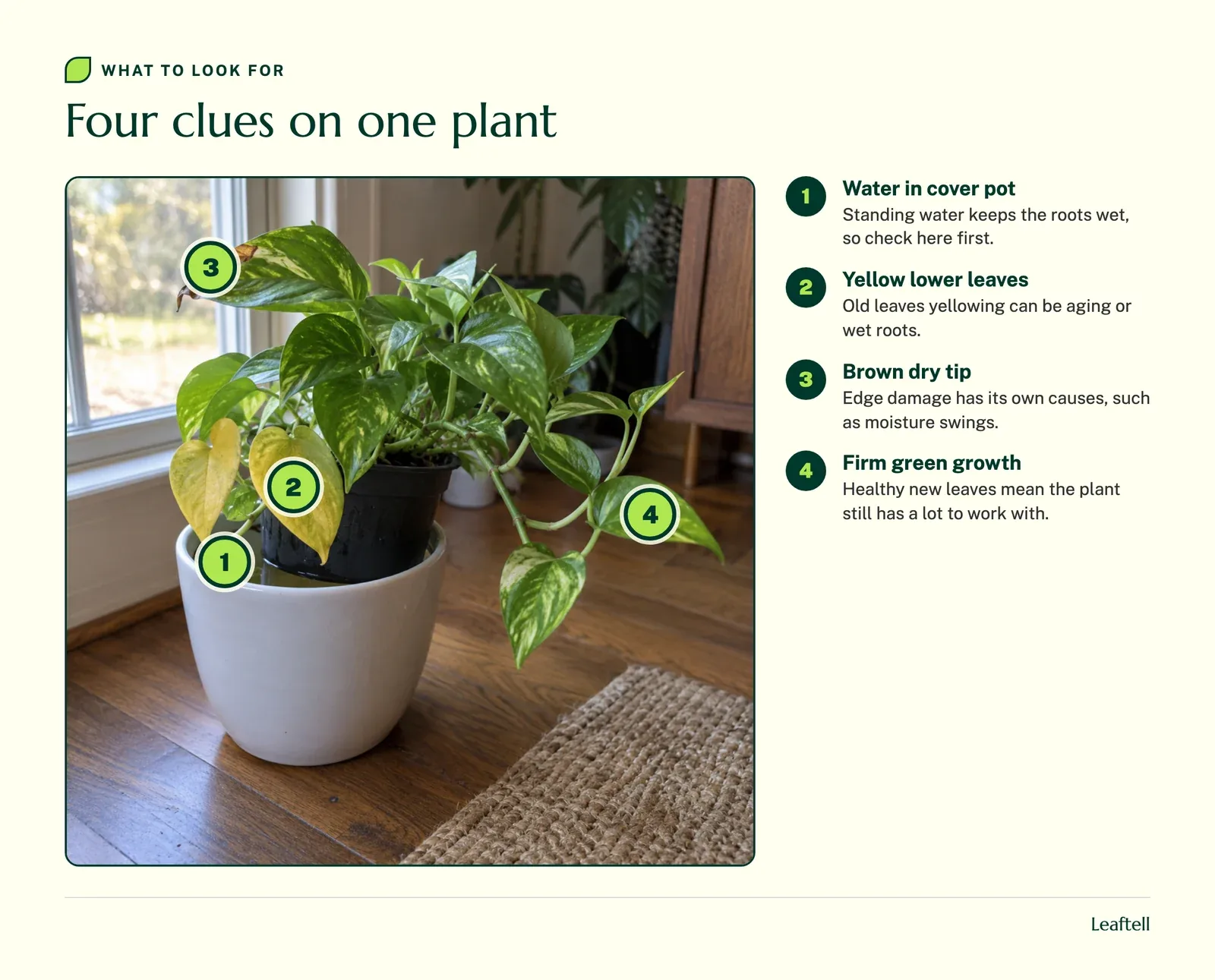 The same pothos with numbered markers on the cover pot water, yellow lower leaves, a brown tip and healthy new growth