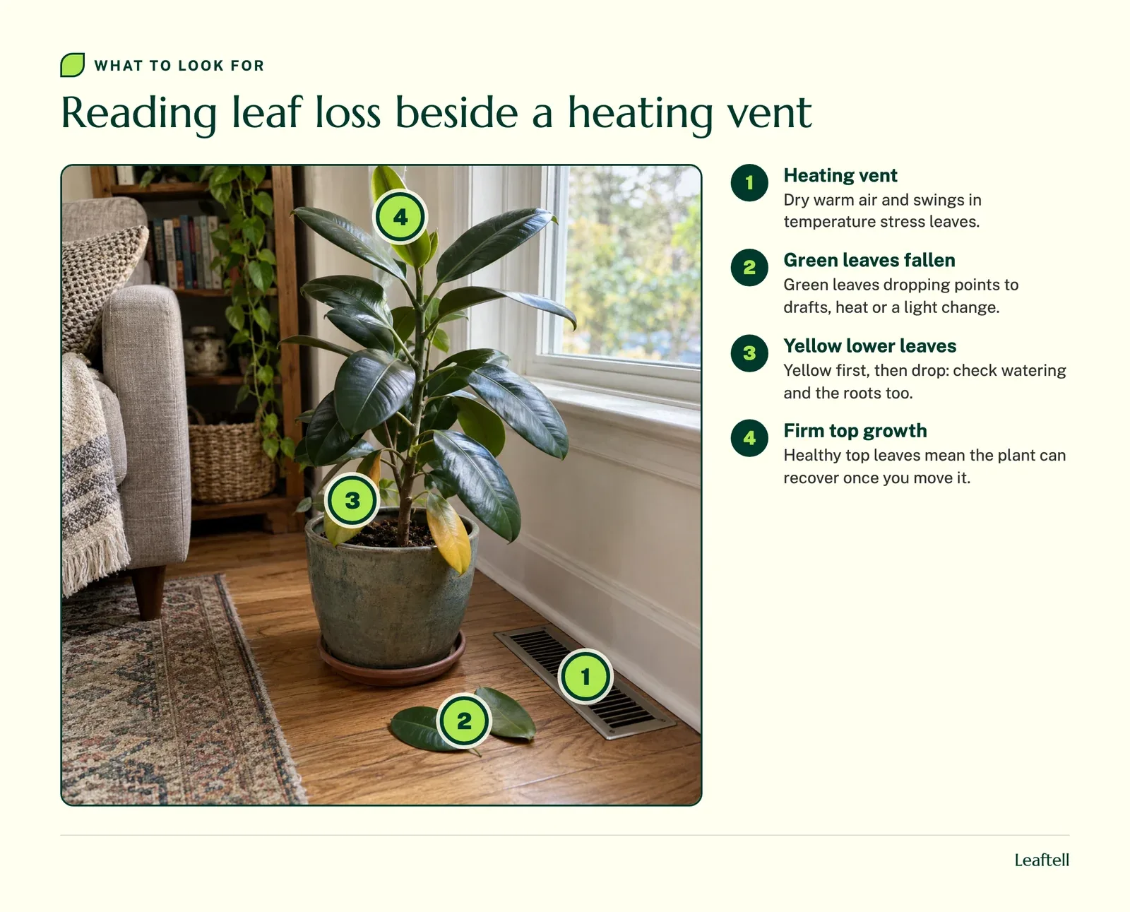 The same rubber plant with numbered markers on the heating vent, the fallen green leaves, the yellow lower leaves and the healthy top
