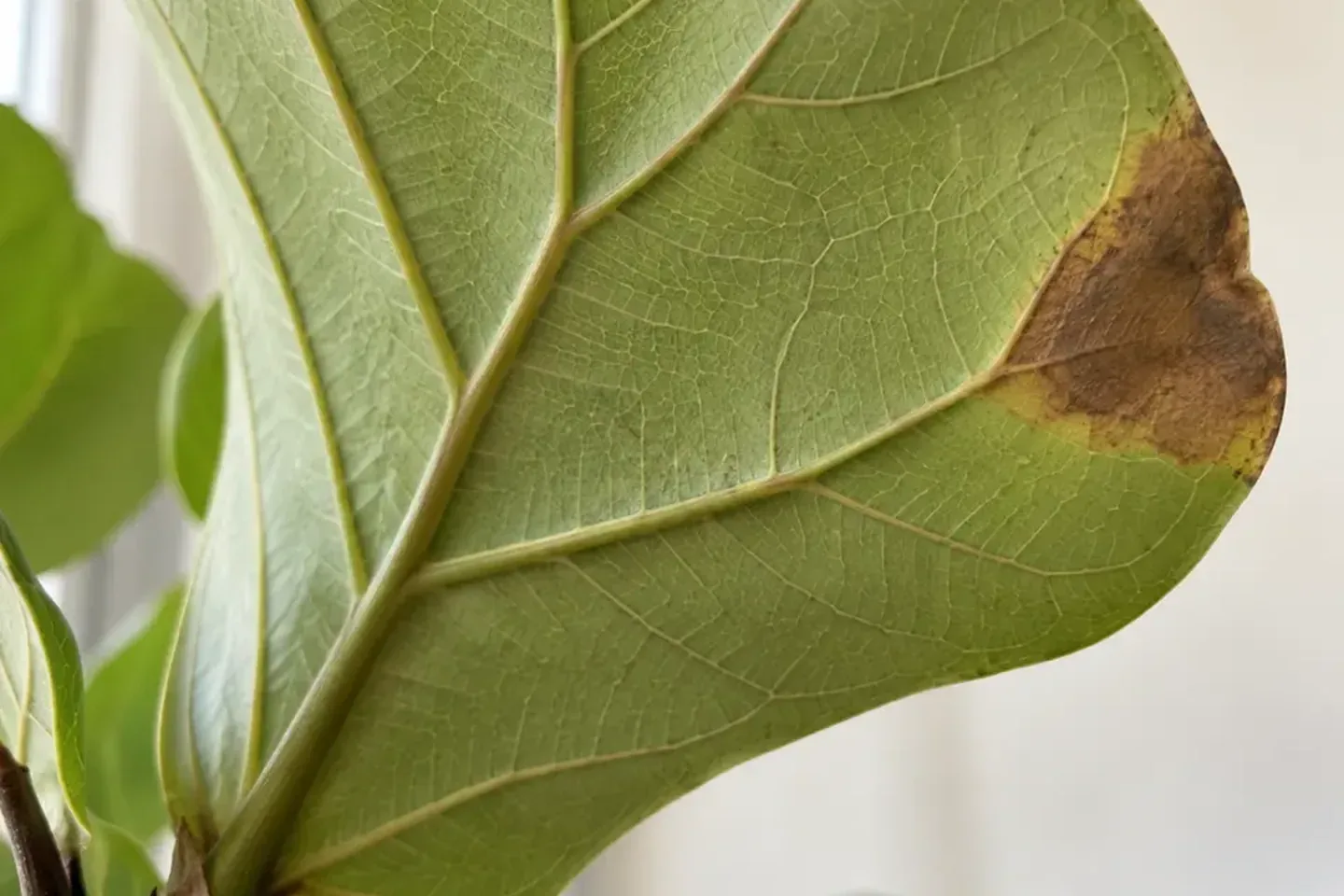 Underside of a fiddle leaf fig leaf with a dark brown patch spreading in from the edge