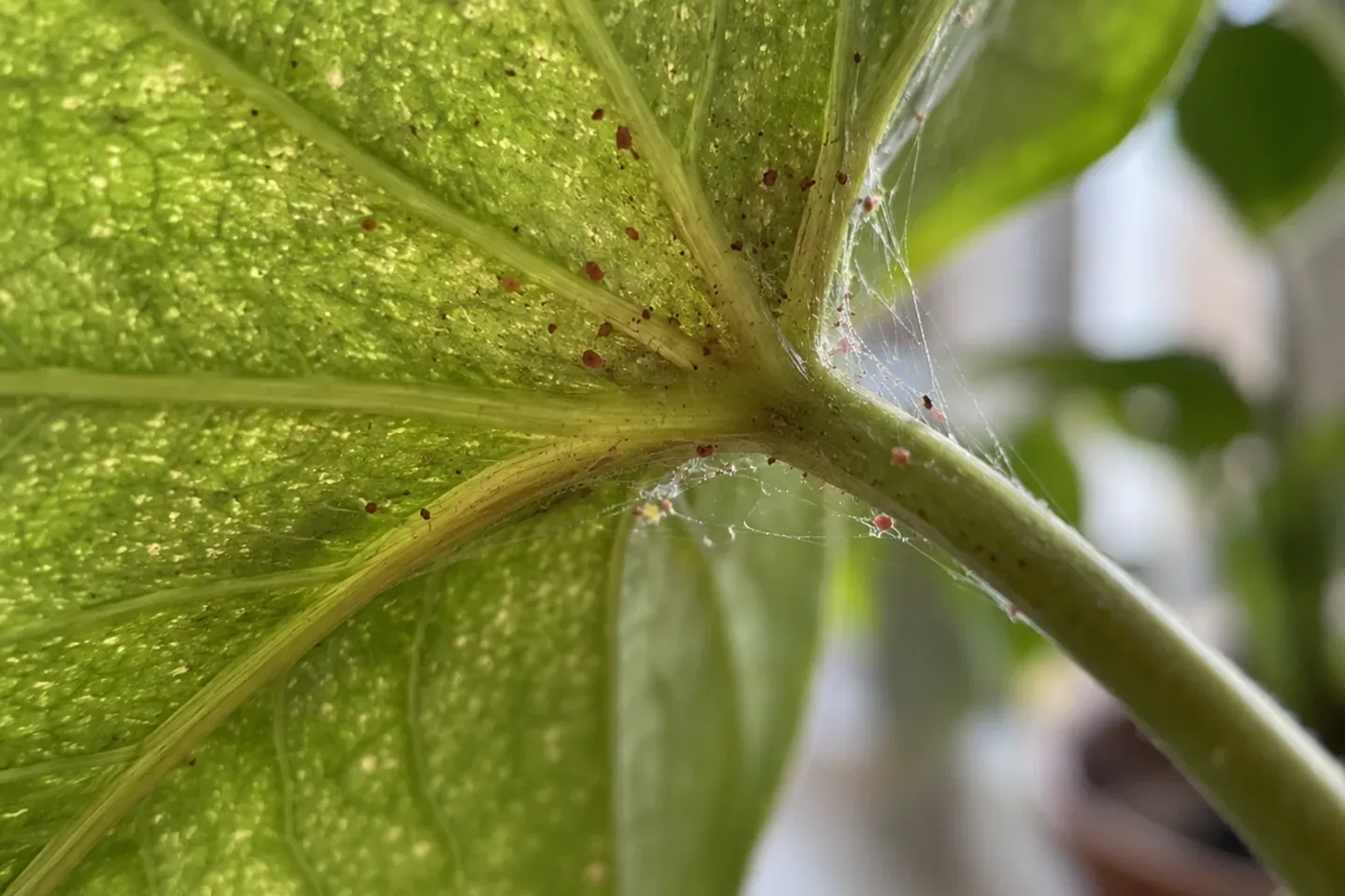 Underside of a green leaf with tiny reddish mites along the vein, fine silk near the stalk and pale stippled dots