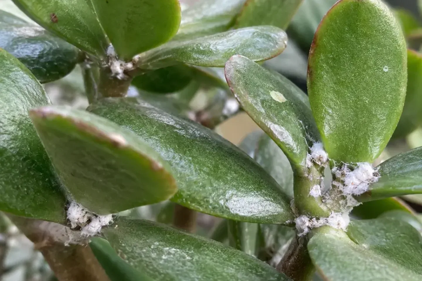 White cottony mealybug clusters at jade plant leaf joints