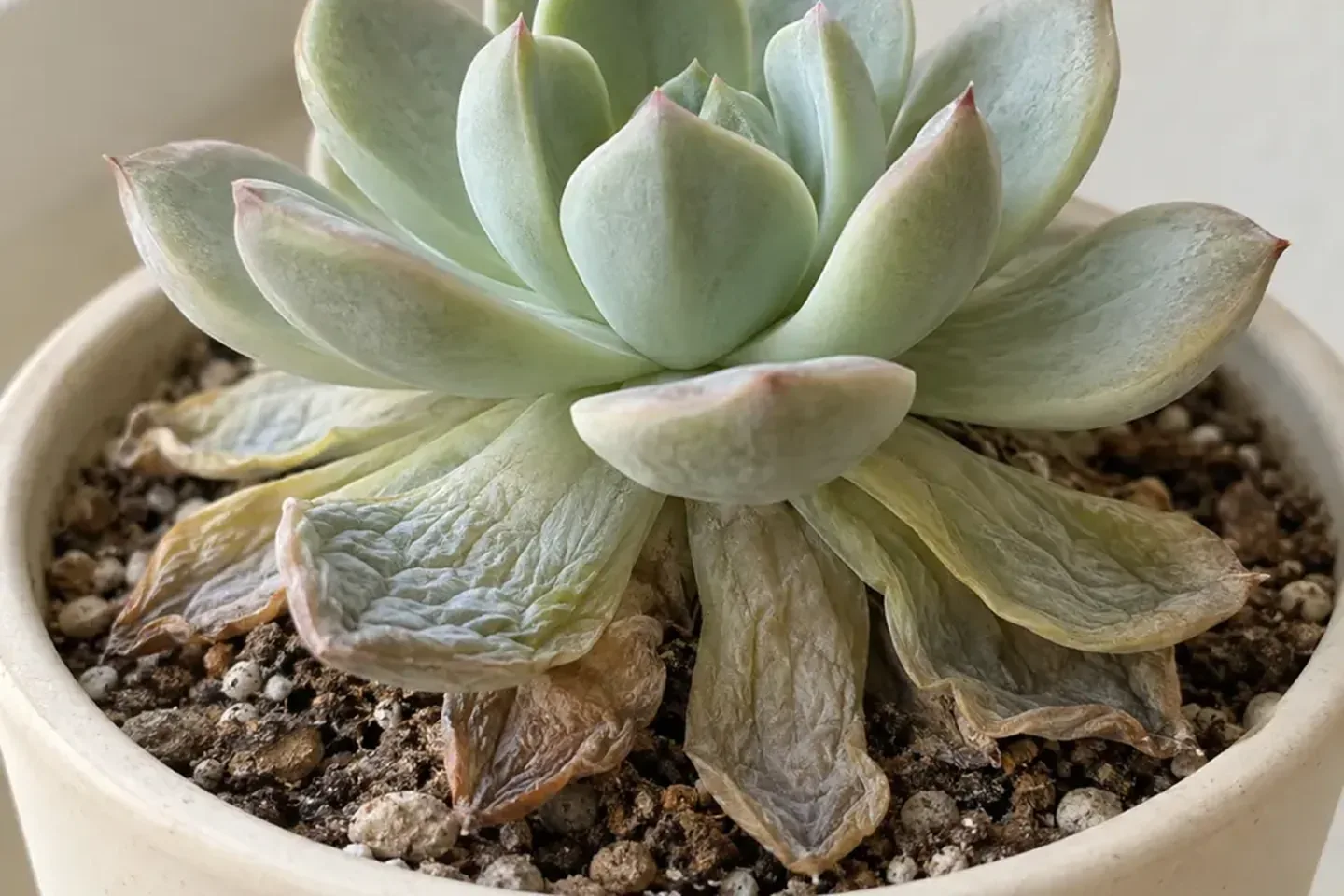 Wrinkled lower succulent leaves above dry granular potting mix
