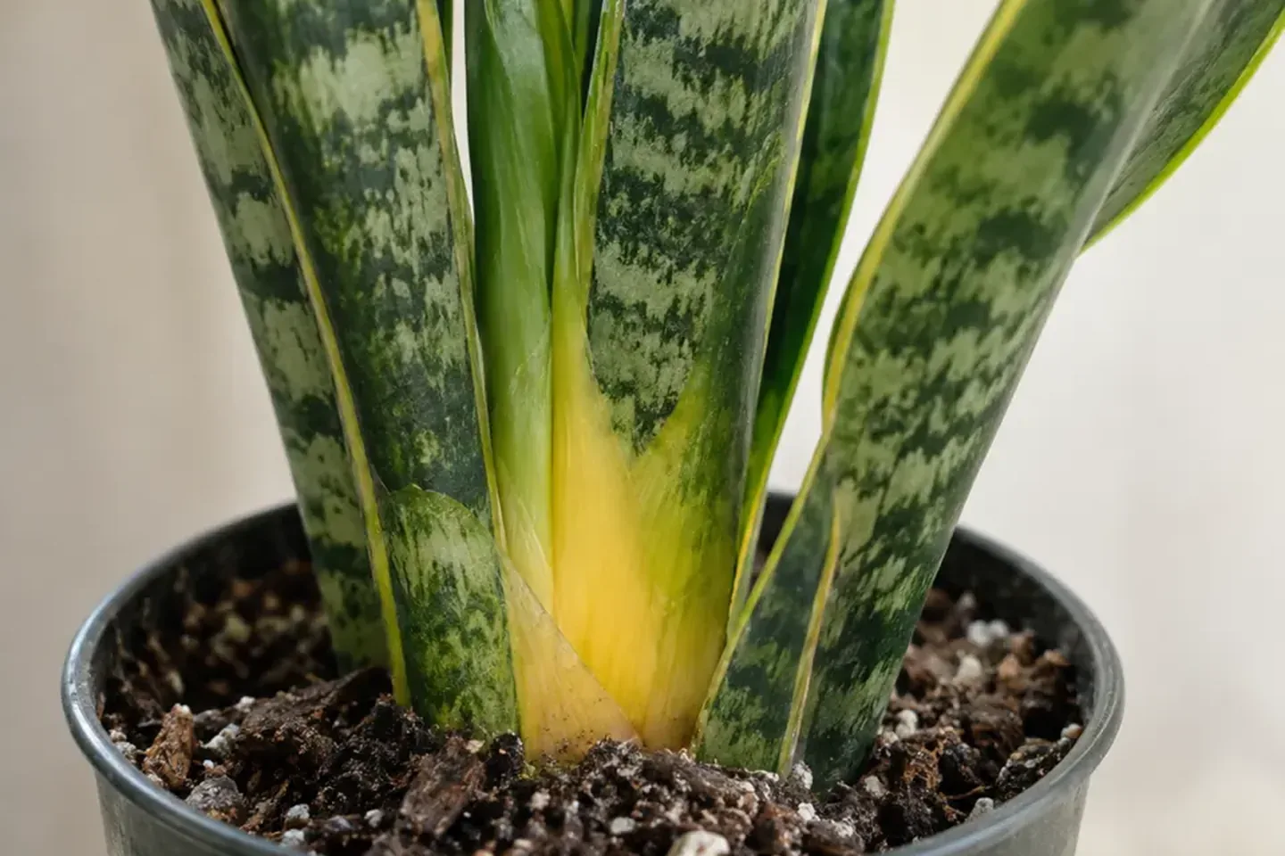 Yellow snake plant leaf base beside the surface of potting mix