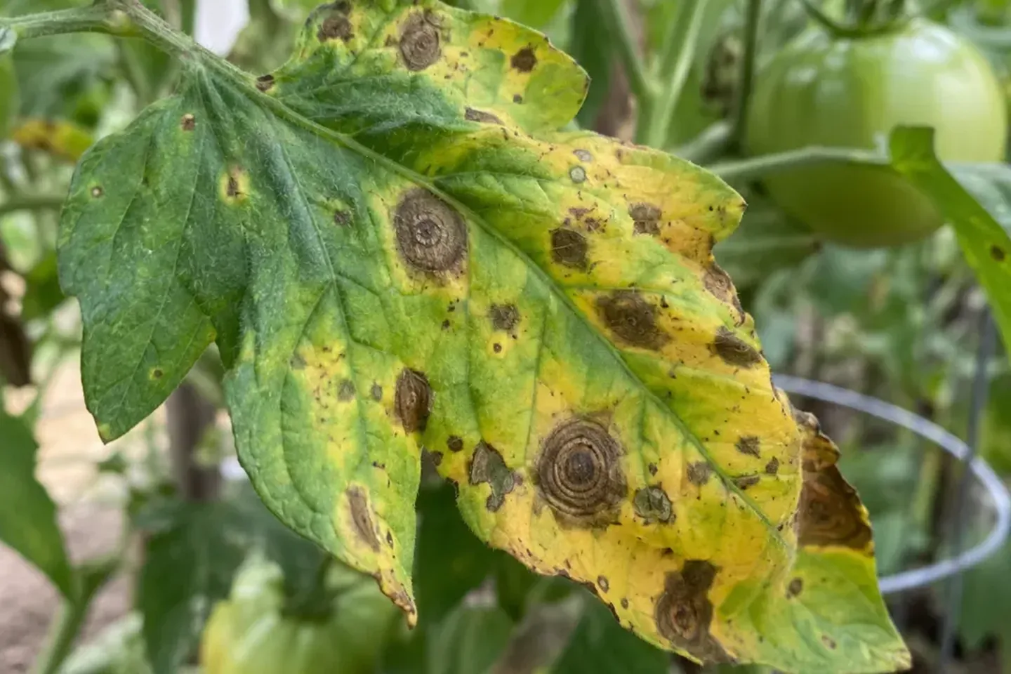 Yellow tomato leaflet with dark circular lesions