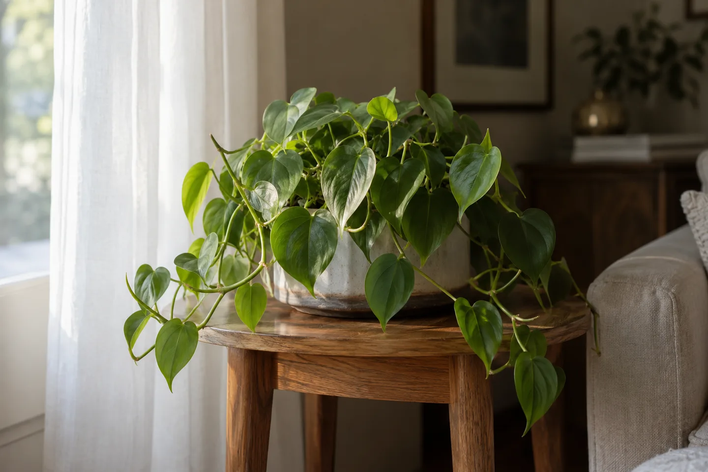 Heartleaf philodendron leaves beside a sheer curtain at an east window